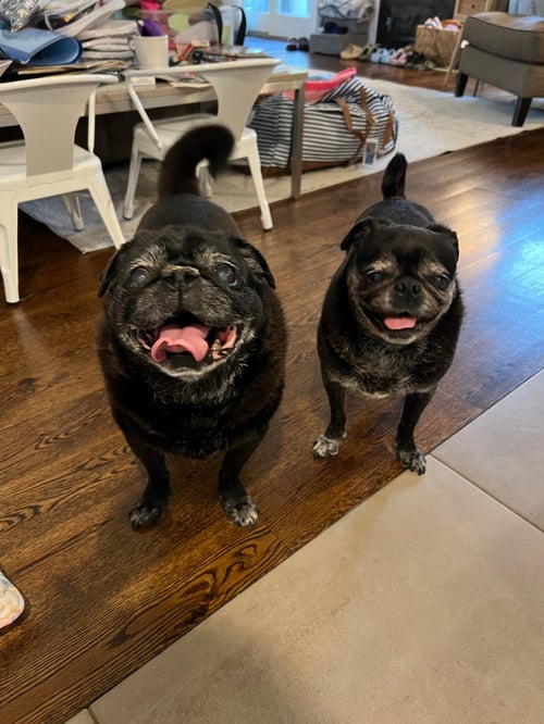 CHLOE AND WILMA - Pug for adoption in Yonkers