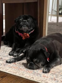 Chloe and Wilma - Photo 3
