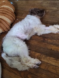Cannoli - Photo 3
