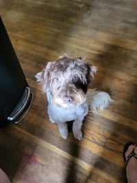 Cannoli - Photo 4