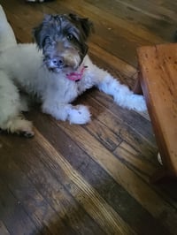 Cannoli - Photo 2