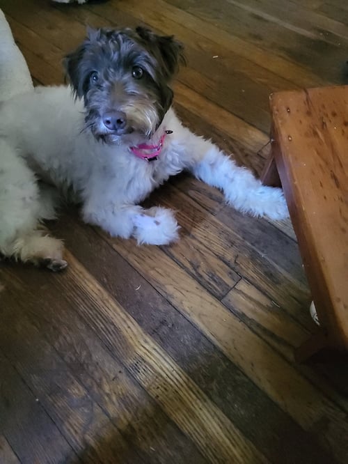 CANNOLI - Schnauzer available for adoption