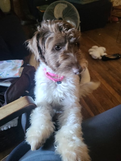 CANNOLI - Schnauzer for adoption in Yonkers