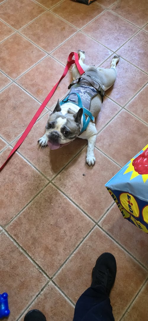 VIOLET - French Bulldog available for adoption