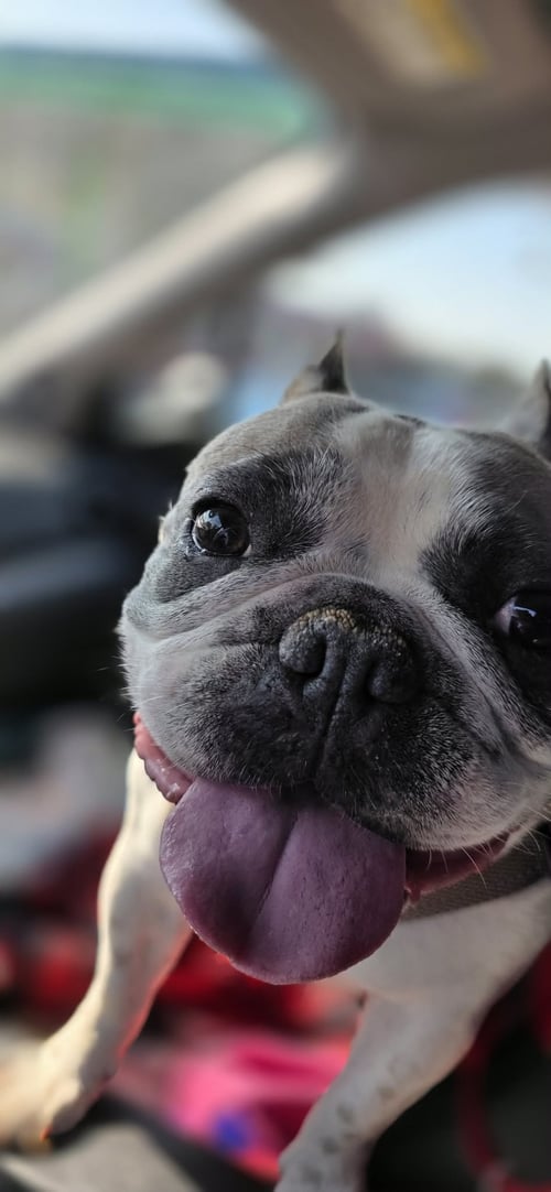 VIOLET - French Bulldog for adoption in Yonkers