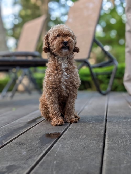GRETEL - Poodle (Toy) for adoption in Yonkers