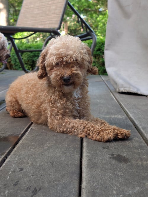 GRETEL - Poodle (Toy) available for adoption