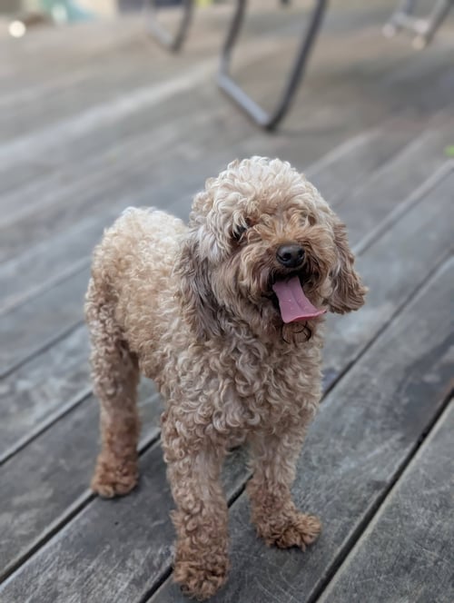 STRUDEL - Poodle (Toy) for adoption in Yonkers
