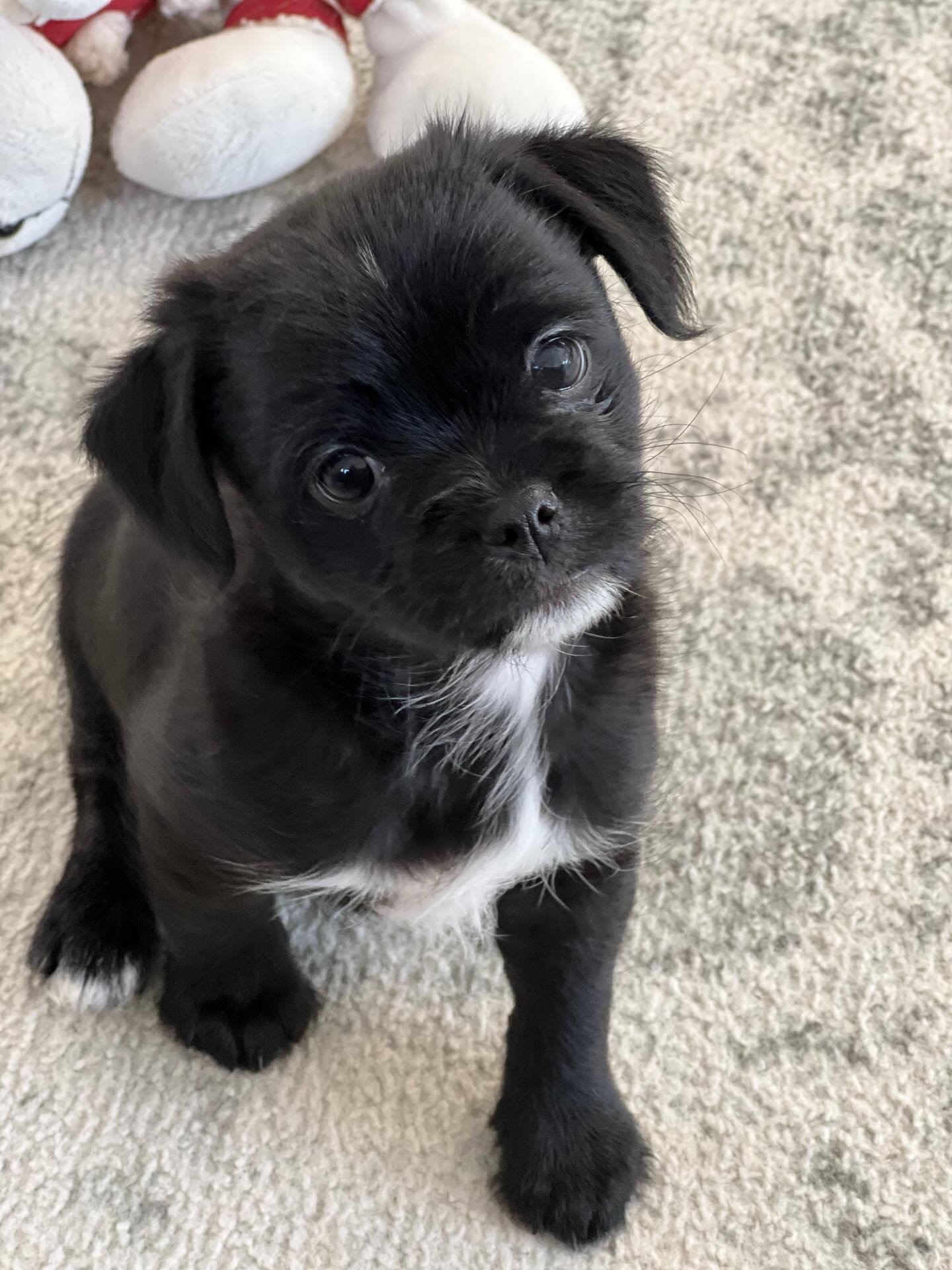 COLONEL BOB BUTTONS - Pug / Poodle (Miniature) for adoption in Yonkers