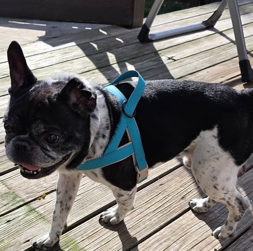CHESTER - French Bulldog available for adoption