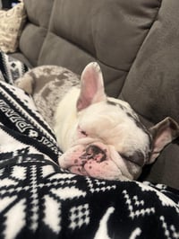 Stella - Photo 2
