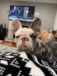 Stella - Photo 3