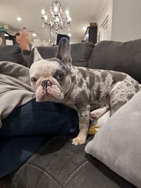 Stella - Photo 4