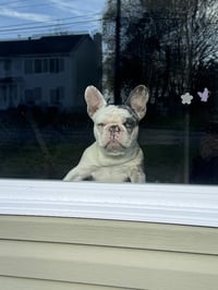 Stella - Photo 5