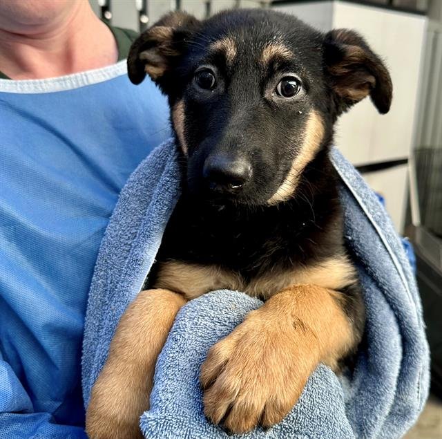 *TANGO - German Shepherd Dog available for adoption