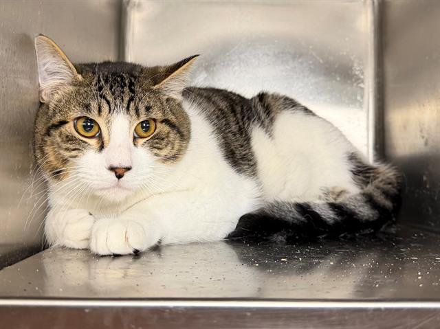 RUNTZ - Domestic Short Hair available for adoption