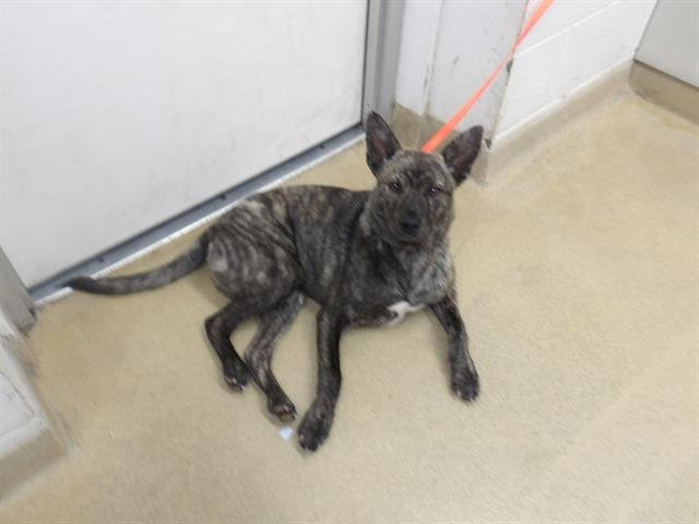 OREO - Dutch Shepherd available for adoption