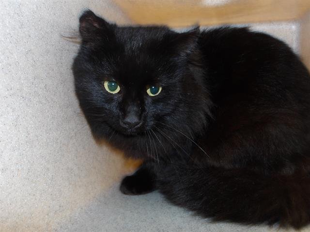 SIRIUS BLACK - Domestic Long Hair available for adoption