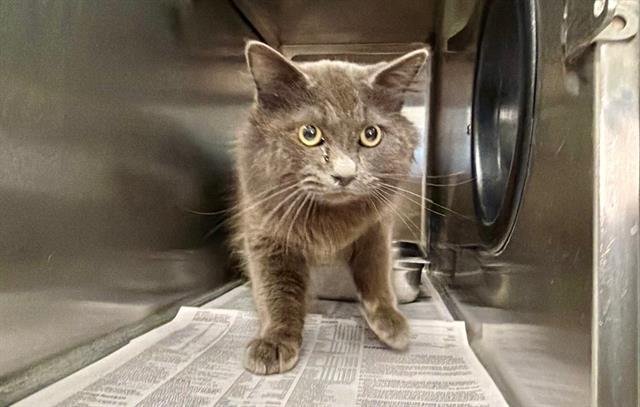 *OTTER - Domestic Medium Hair available for adoption