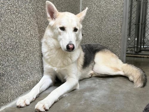 *HOWDY - Siberian Husky / German Shepherd Dog available for adoption