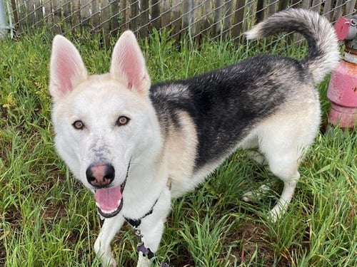 *HOWDY - Siberian Husky / German Shepherd Dog available for adoption