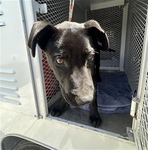 *HUTCH - German Shepherd Dog for adoption in Santa Rosa