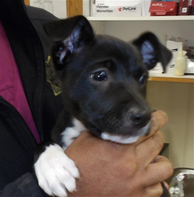 *DARLA - Pit Bull Terrier available for adoption