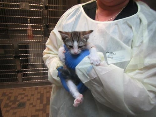 *ODELL - Domestic Short Hair available for adoption