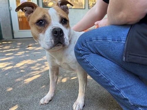 CAMILA - Pit Bull Terrier available for adoption
