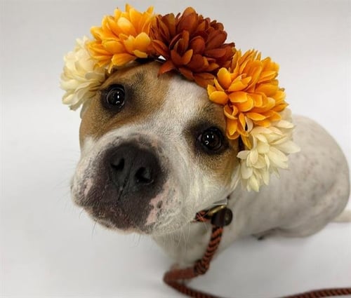 CAMILA - Pit Bull Terrier for adoption in Santa Rosa