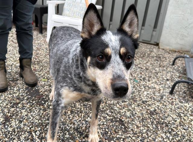 *PIPER - Queensland Heeler available for adoption