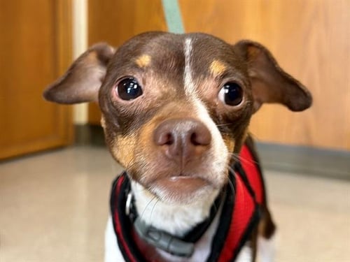 MR BROWN - Chihuahua available for adoption