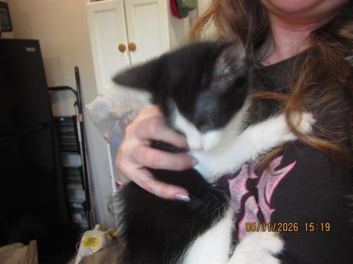 SHOGUN - Domestic Short Hair available for adoption