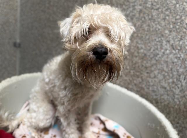 ENZO - Miniature Schnauzer available for adoption