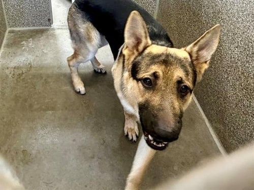 *BANDIT - German Shepherd Dog available for adoption