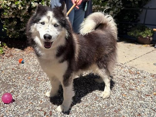 *LARS - Siberian Husky available for adoption
