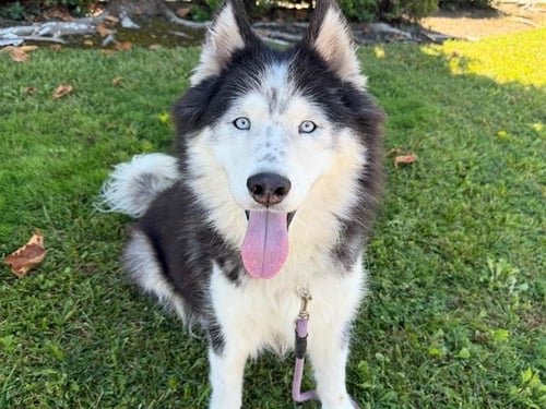 *LARS - Siberian Husky available for adoption