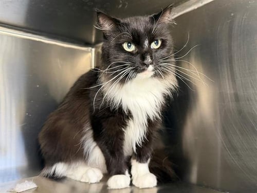 MAUREEN - Domestic Long Hair available for adoption