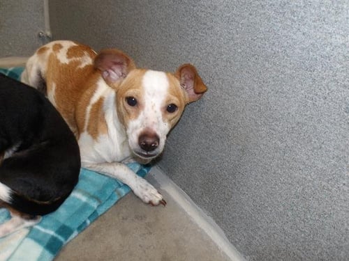 *HOGAN - Chihuahua available for adoption