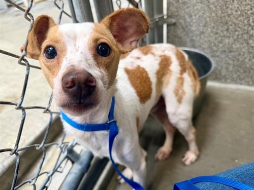*HOGAN - Chihuahua available for adoption