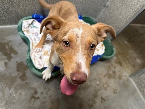 *PÃTE Ã CHOUX - Australian Cattle Dog/Blue Heeler / Catahoula Leopard Dog available for adoption