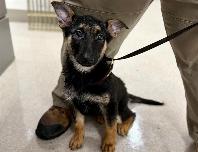 *CHEWIE - German Shepherd Dog available for adoption