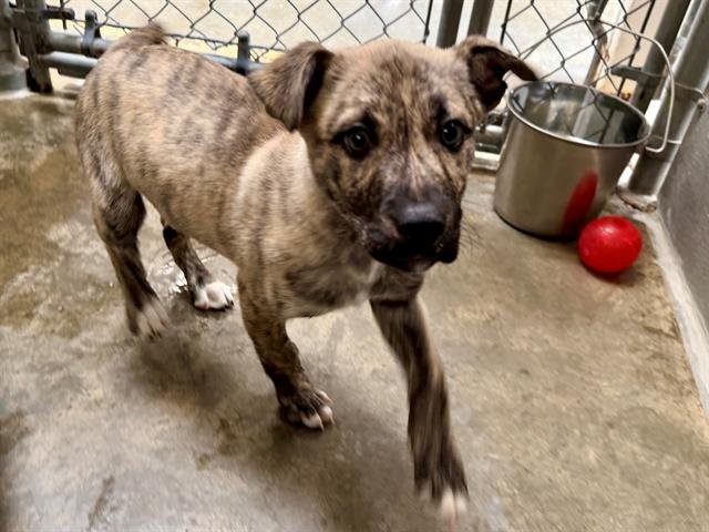 *IDA - Pit Bull Terrier available for adoption