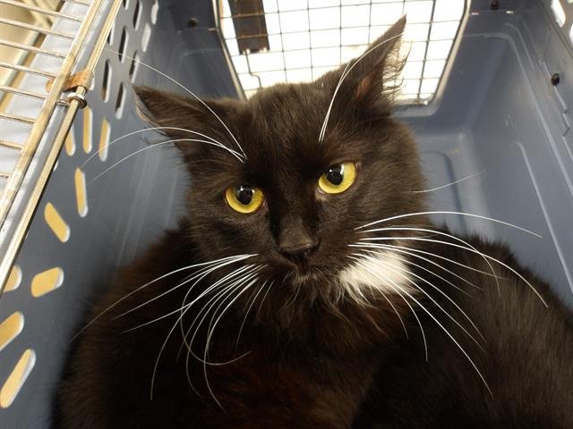 *CLOVER - Domestic Long Hair available for adoption