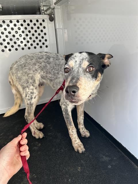 *LEVI - Australian Cattle Dog/Blue Heeler available for adoption