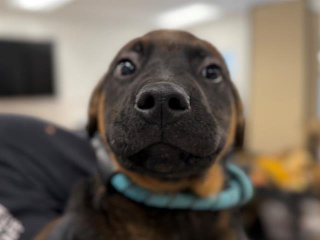 *KOREY - Rottweiler available for adoption