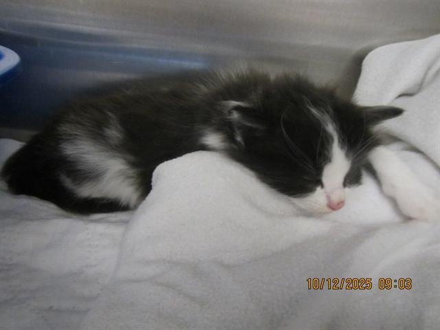 *BINX - Domestic Medium Hair available for adoption