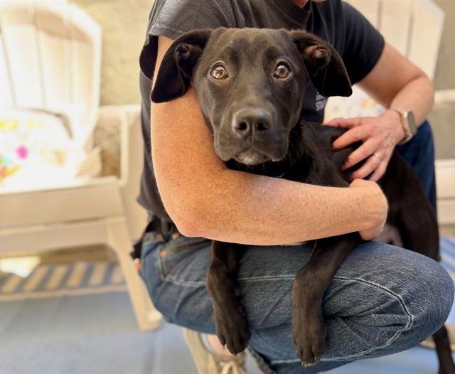 RHEA - Labrador Retriever available for adoption