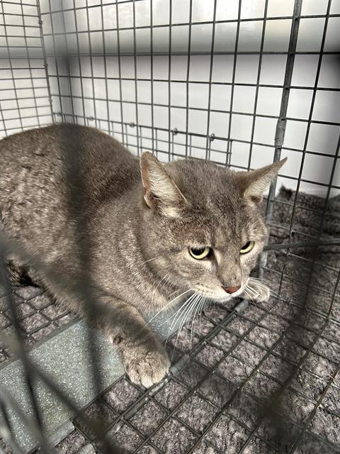 SMOKY - Domestic Short Hair available for adoption