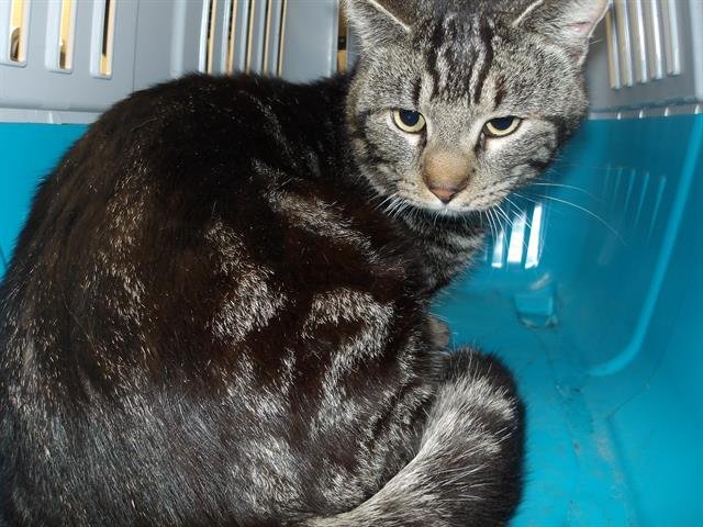*TITAN - Domestic Short Hair available for adoption